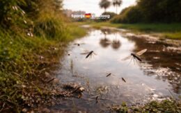 Explosie van muggen in Málaga door hevige regen en stijgende temperaturen