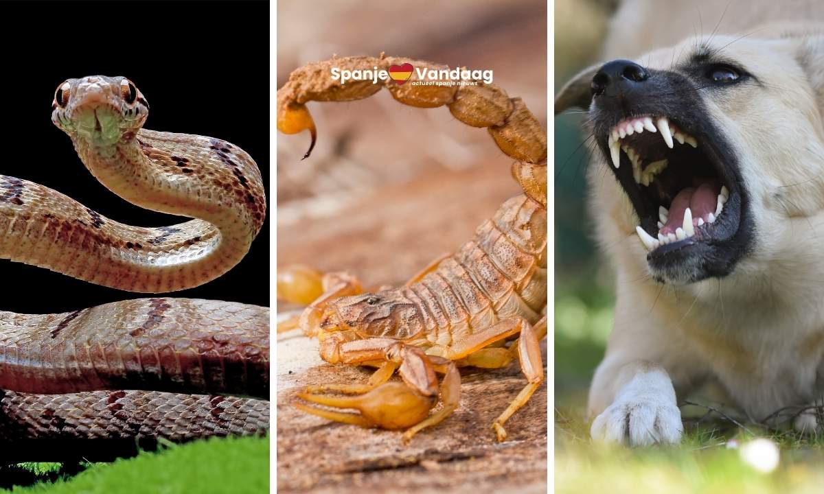 Vijf van de tien dodelijkste dieren ter wereld komen ook in Spanje voor, maar welke?