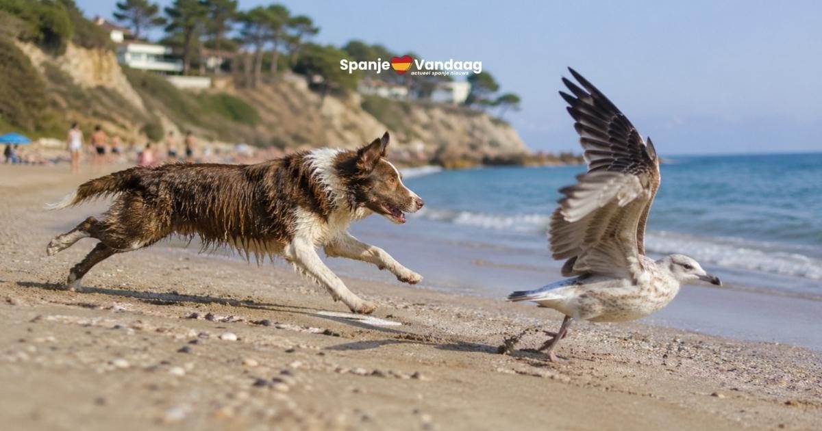 Waarom een loslopende hond op het strand in Spanje meer kapotmaakt dan je denkt