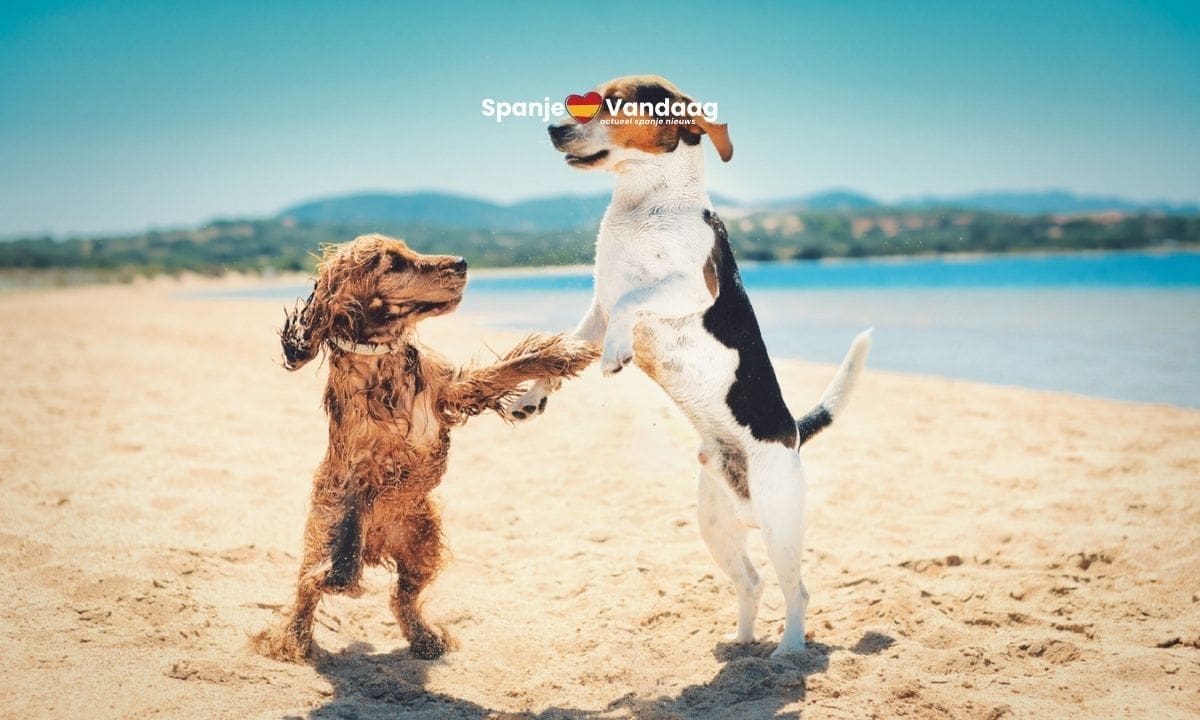 Honden weer welkom op speciaal strand in Salou met opvallend ruime zone