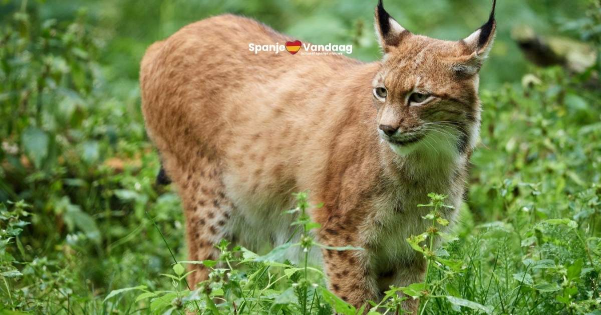 Jacht van Iberische lynx op katten zorgt voor onrust in dorp in Toledo