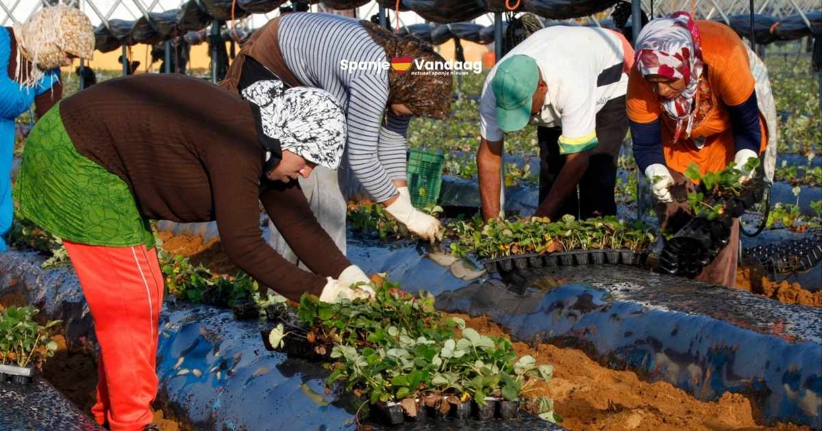 Wat als migranten in Spanje ineens stoppen met werken?
