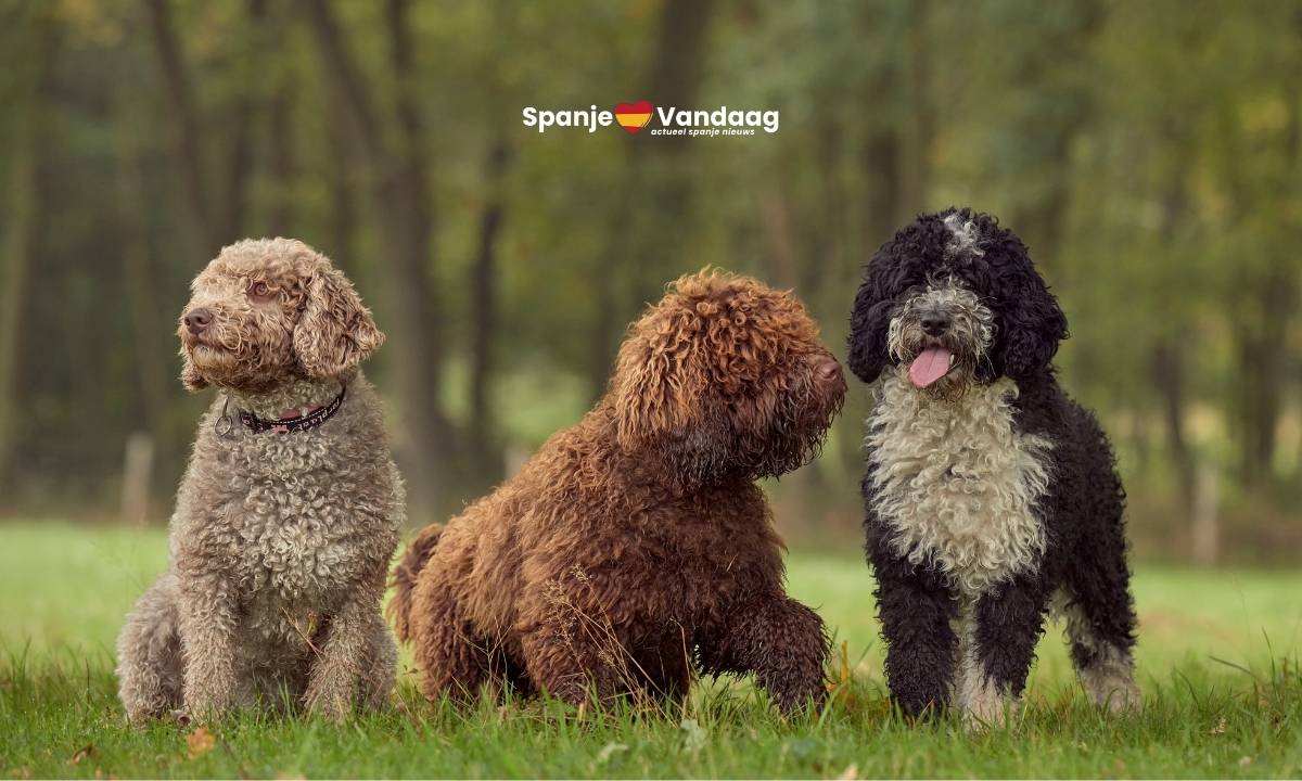 Steeds meer mensen kiezen voor deze Spaanse hond en dat is niet zo vreemd