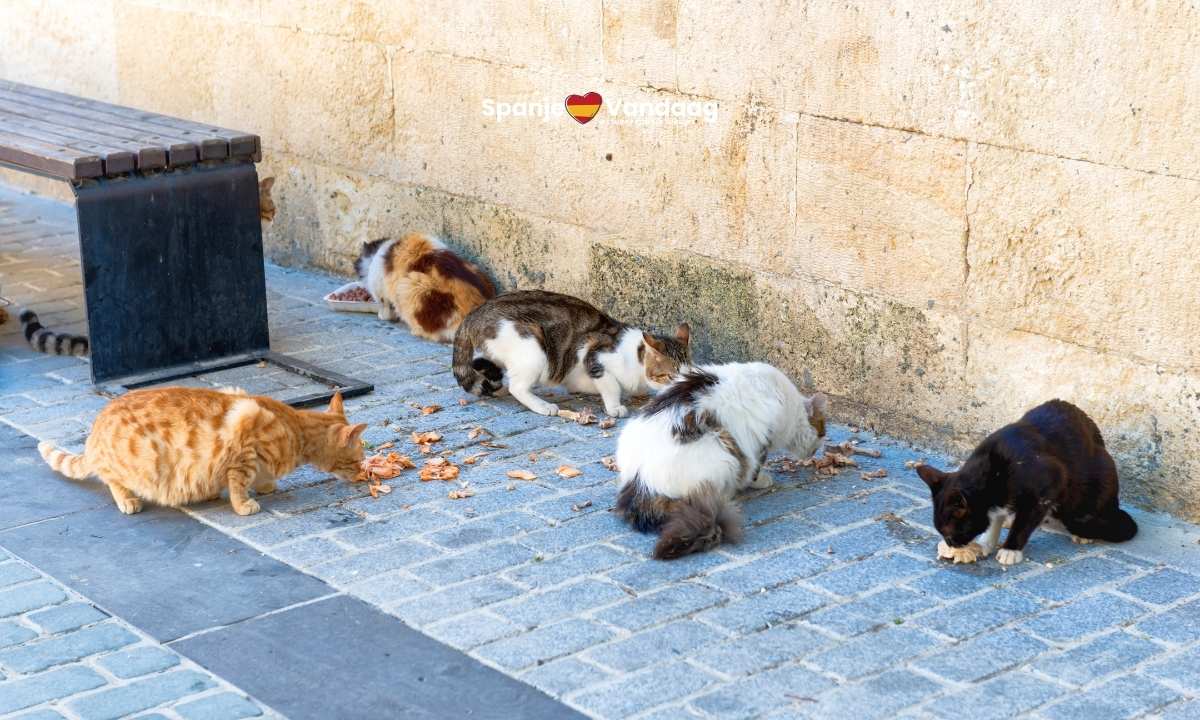 Niet elke zwerfkat in Spanje is hetzelfde en dat zie je meteen aan hun gedrag