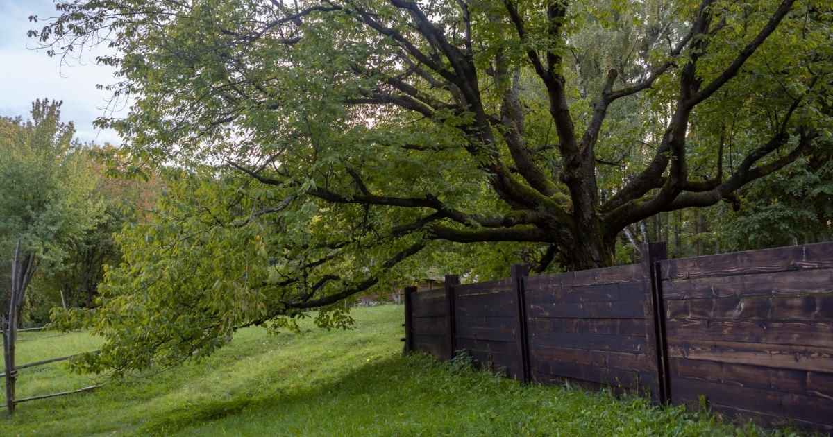 Bomen en hagen in je Spaanse tuin: vanaf juni dreigen er sancties bij verkeerde afstand tot de buren