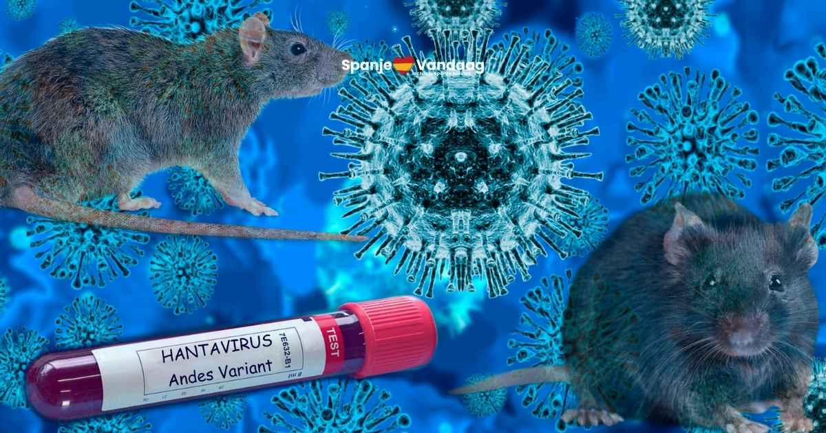 Spanje kende hantavirus al jaren: virus gevonden bij knaagdieren in Castilla y León