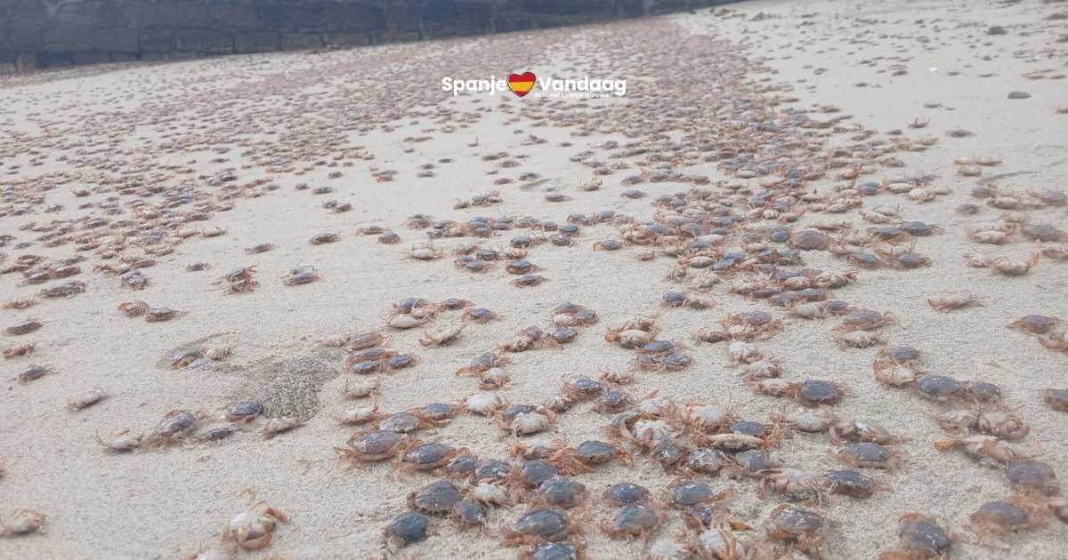 Opmerkelijke krabbeninvasie verrast bezoekers van stranden in Galicië