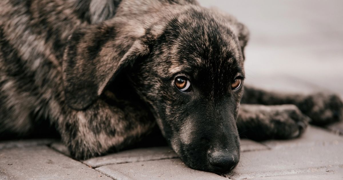 28 mei: Spanje zet de rasloze hond in het zonnetje