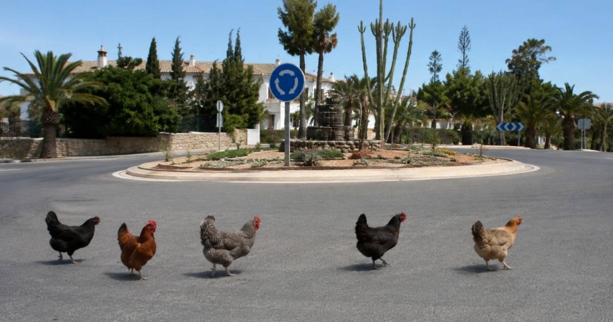 Torrevieja wil voor 2027 een einde maken aan loslopende kippen en hanen