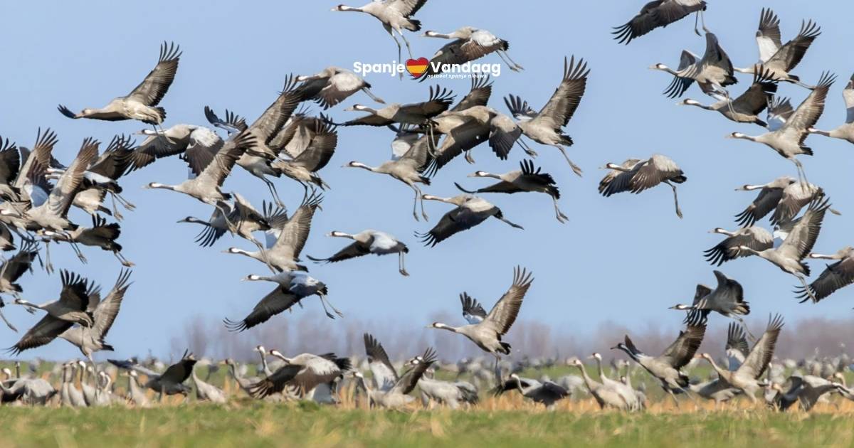 Miljoenen trekvogels kiezen elk jaar opnieuw voor Spanje als tussenstop