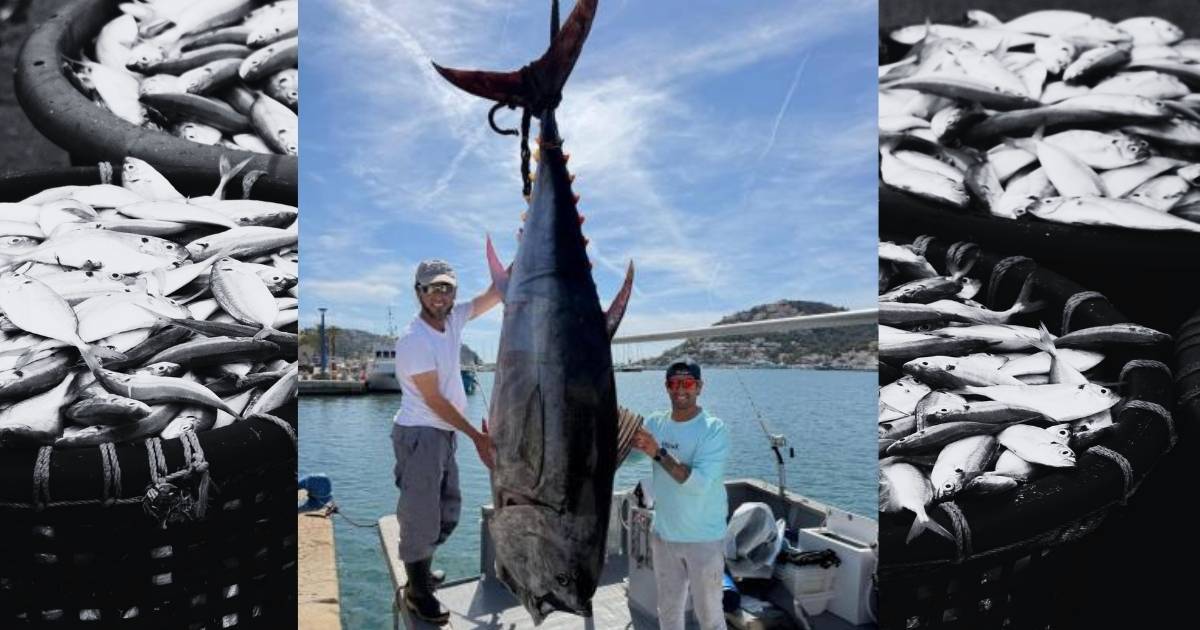 Vissers vangen blauwvintonijn van bijna 300 kilo bij Mallorca