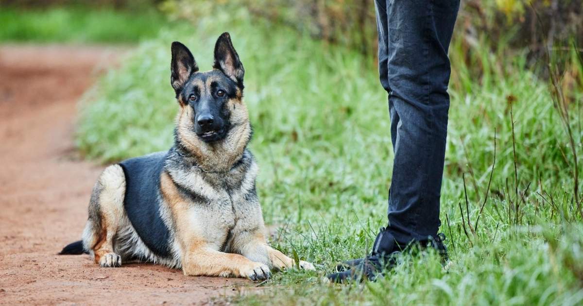 Waarom steeds meer Spanjaarden een waakhond van 15.000 euro kopen, terwijl de wet hem als een poedel ziet