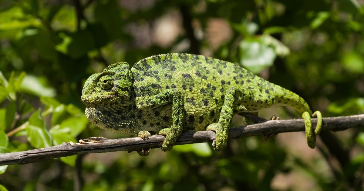 Kameleon rukt op in nieuw Spaans gebied, en de mens speelt de hoofdrol