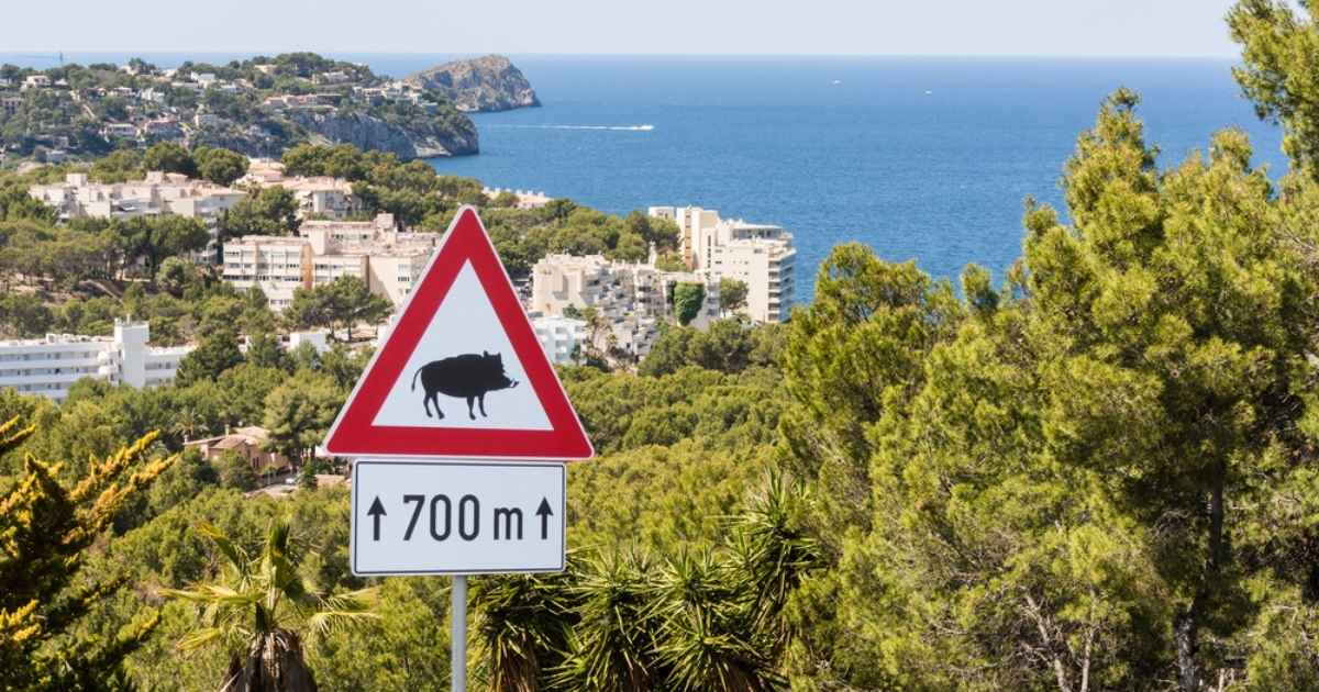 Elke 20 minuten een aanrijding met een wild zwijn of ree op de Spaanse wegen