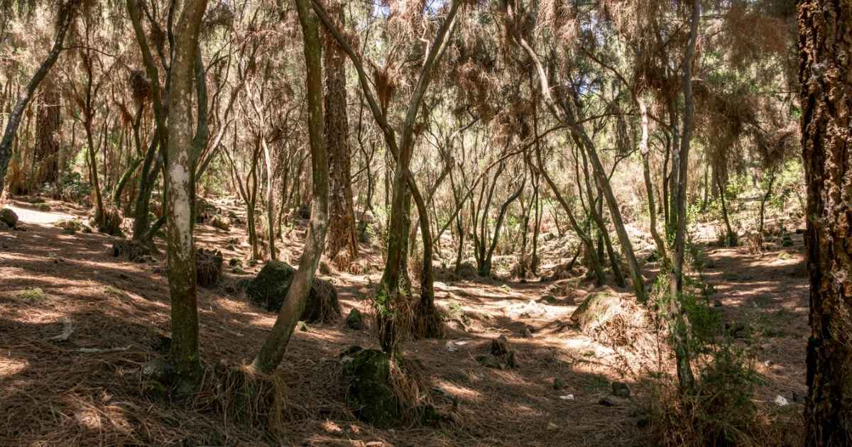 Eucalyptus in Galicië: hoe een boom de Spaanse vogels verdrijft