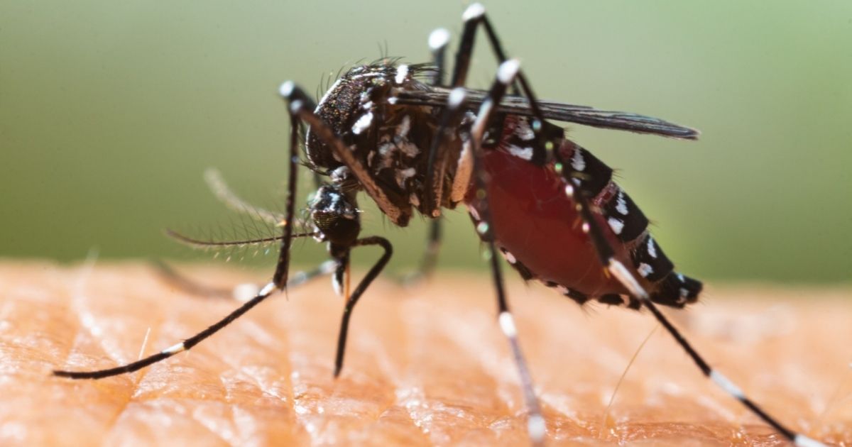 Van tijgermug tot Aziatische hoornaar: deze vervelende insecten kom je tegen in Spanje