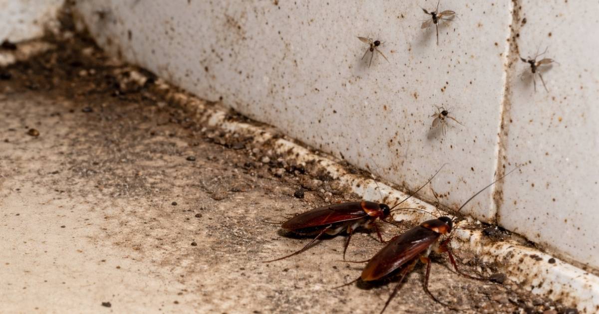 Spaanse experts voorspellen opnieuw lastige zomer met meer tijgermuggen en kakkerlakken