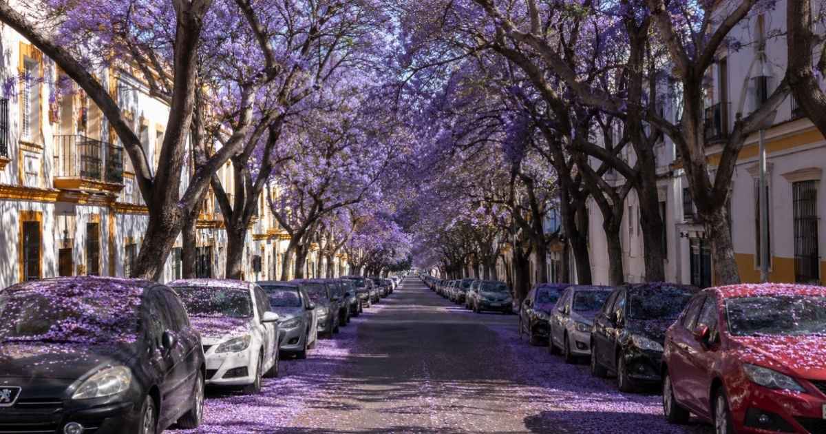 De prachtige jacarandabomen kleuren weer paars in Spanje, maar de plakkerige bloemen zorgen voor overlast