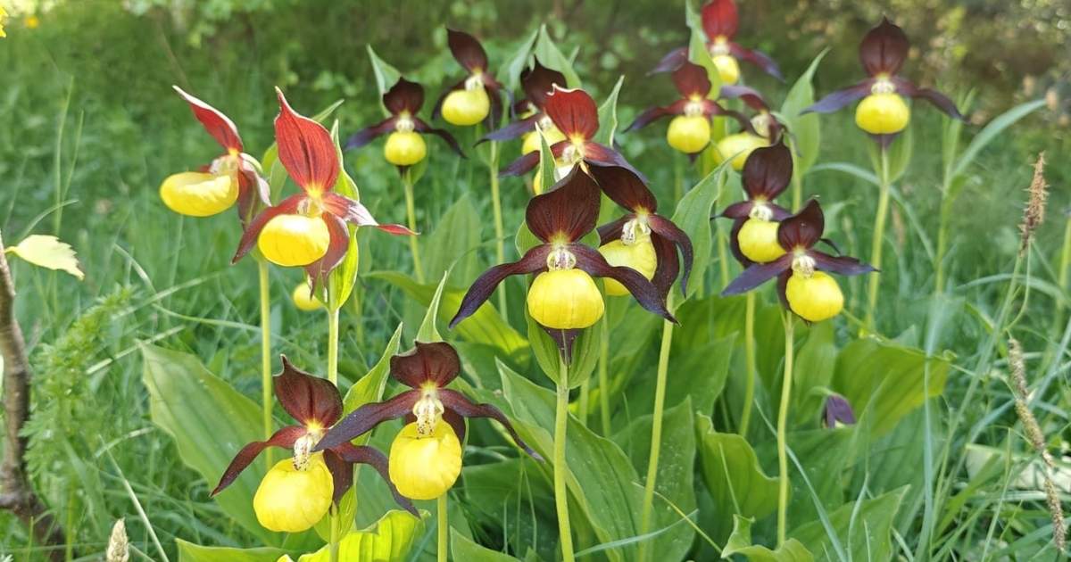 Planten die alleen in Spanje groeien en nergens anders ter wereld