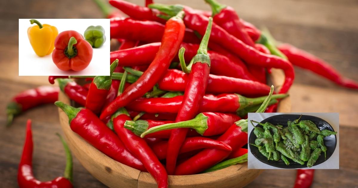 Waarom heet de Spaanse peper eigenlijk ‘Spaans’ als hij niet uit Spanje komt?