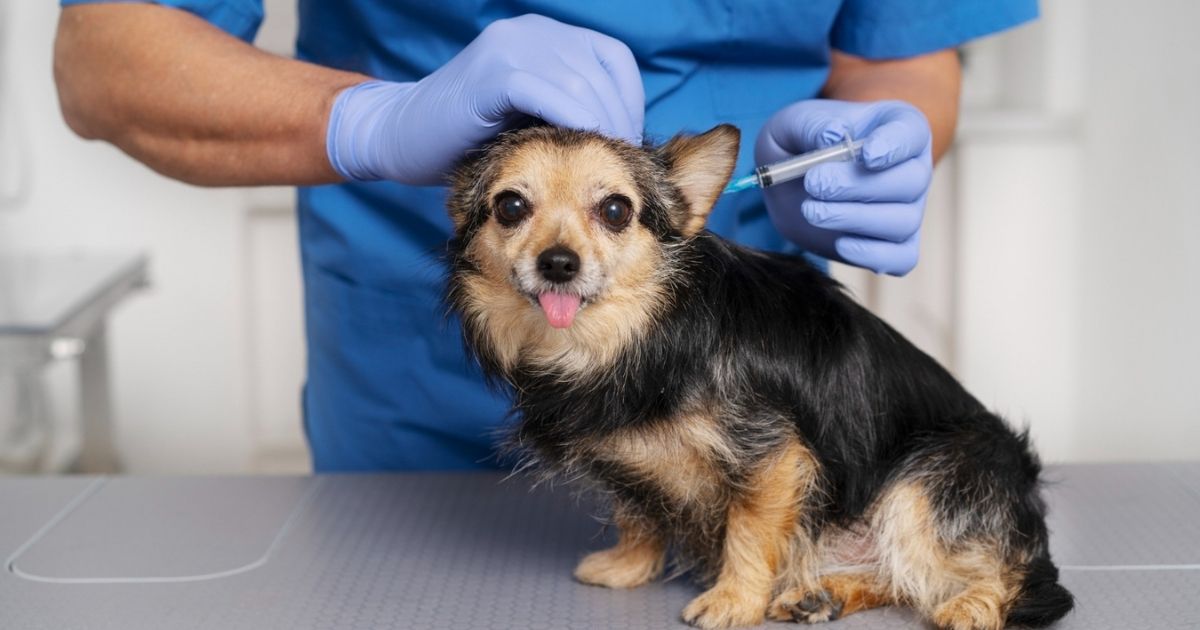Spaanse dierenartsen willen één landelijke regel voor rabiësvaccinatie na besmette hond uit Marokko