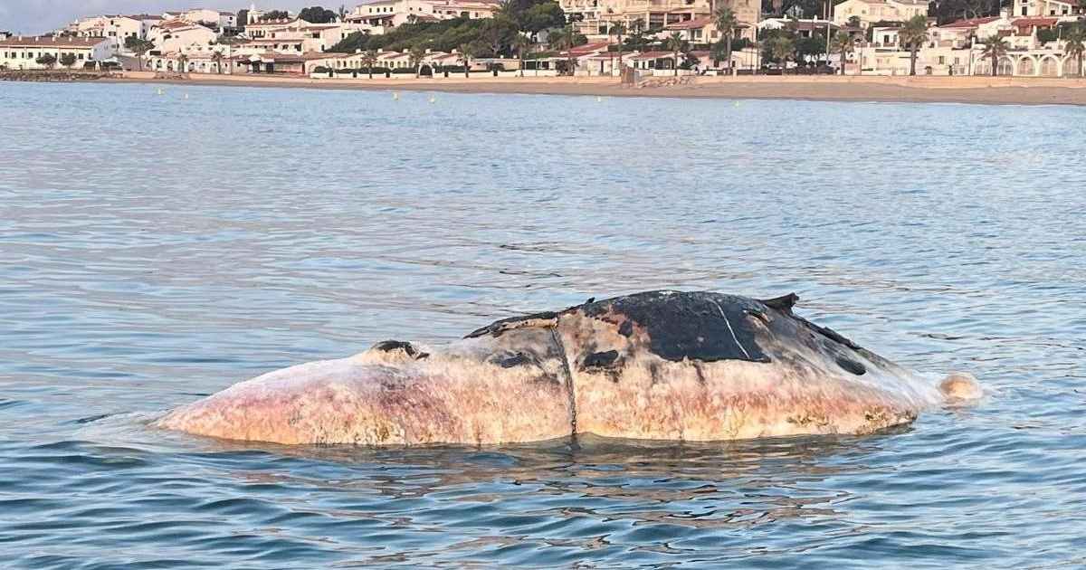 Dode potvis aangespoeld op strand l’Almadrava: zwemverbod aan de Costa Dorada