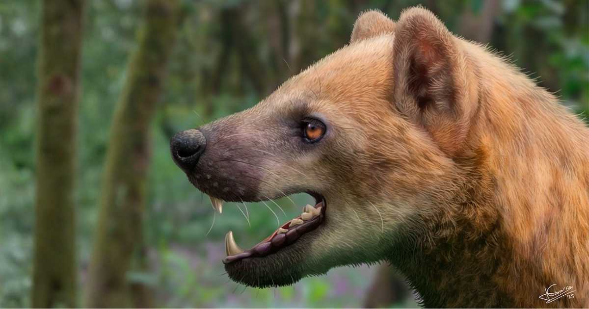 Nieuwe ‘beerhond’-soort ontdekt in Catalonië: fossiel is 16 miljoen jaar oud