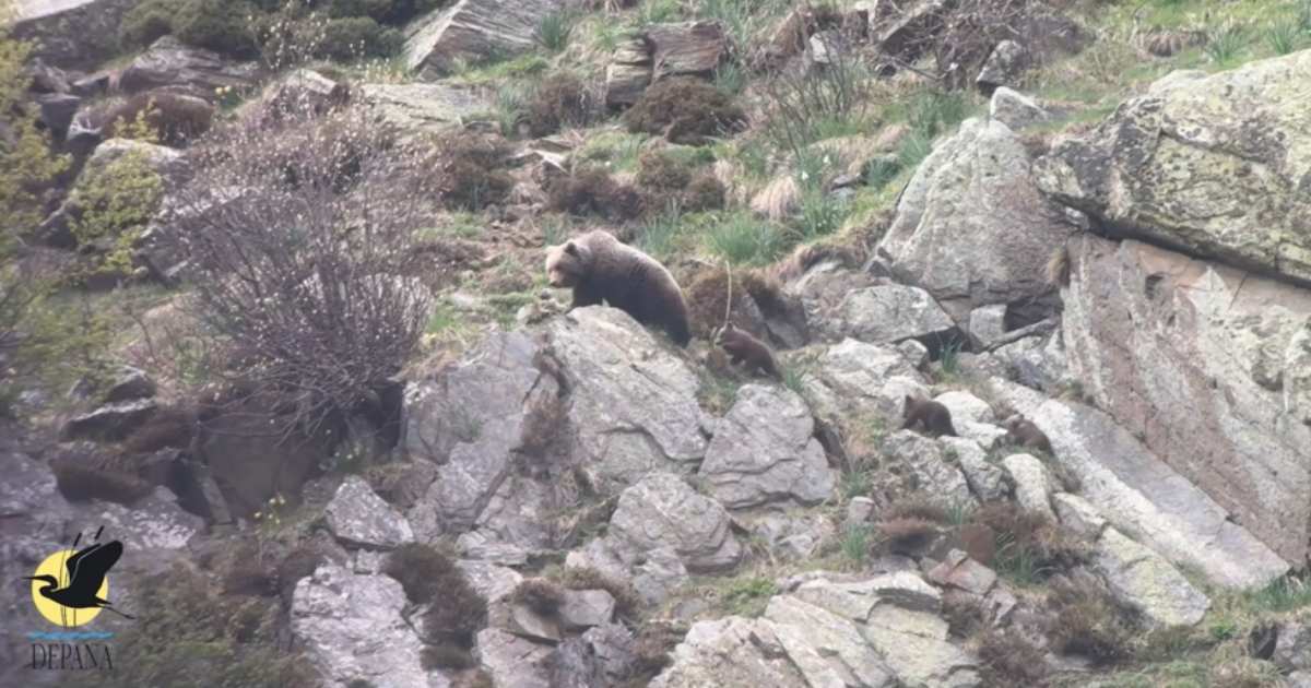 Historische beelden: twee beren met elk drie welpen gefilmd in de Catalaanse Pyreneeën