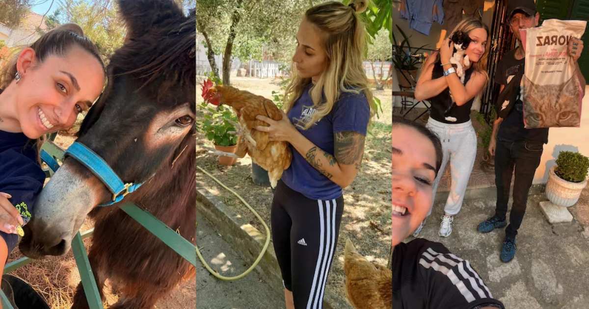 Vrijwilligers redden achtergebleven huisdieren tijdens bosbranden Madrid en Ávila