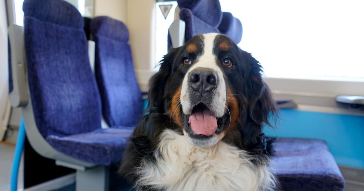 Spaanse spoorwegaanbieder Renfe laat honden tot 40 kilo voortaan in het hele treinnetwerk reizen