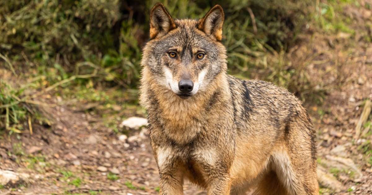 Jacht op de Iberische wolf in Spanje stap dichterbij na omstreden stemming