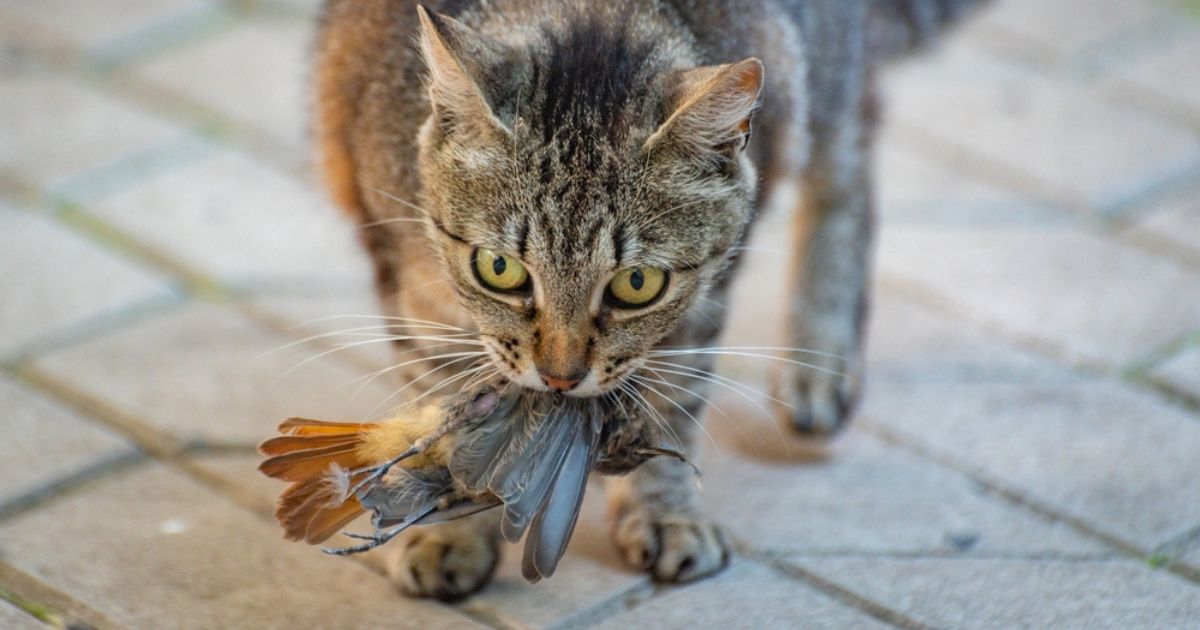 Je huiskat als bedreiging: waarom loslopende katten dieren uitroeien in Spanje