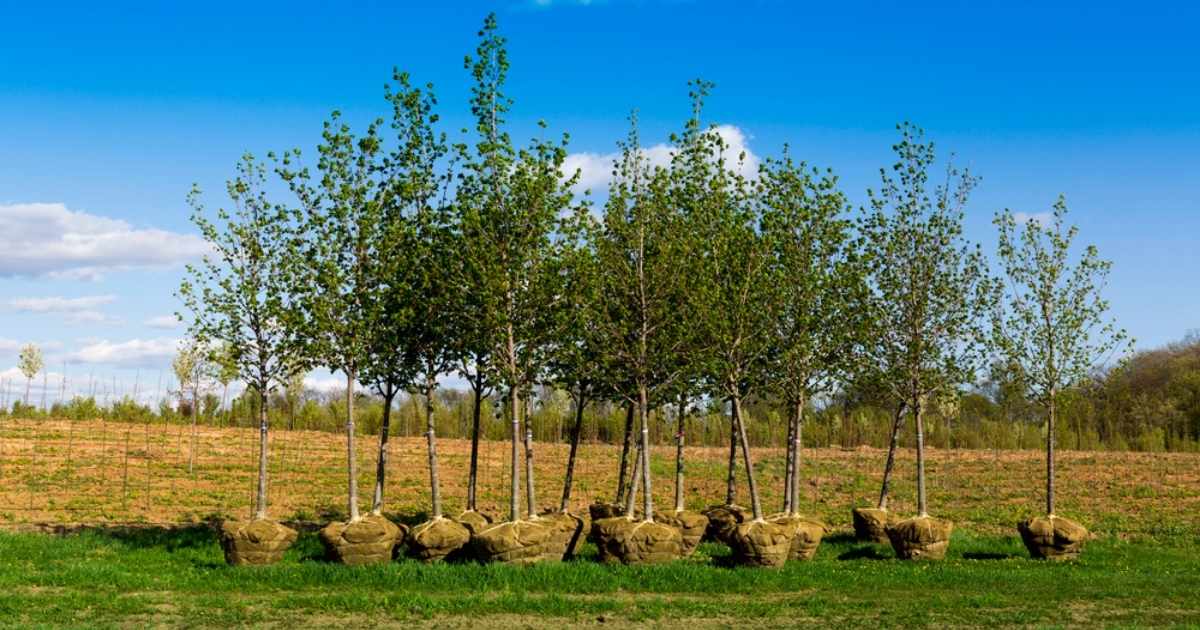 Waarom bomen planten in Spanje de natuur soms juist schaadt
