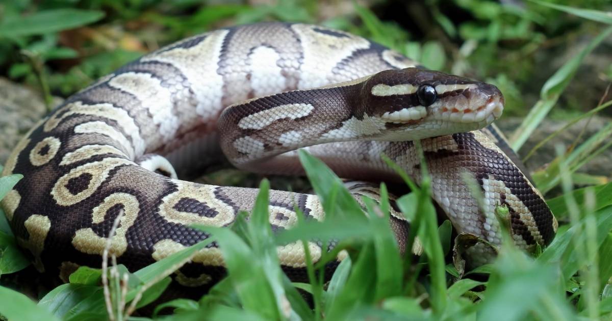 Illegale python-slang duikt steeds vaker op in Spaanse post en natuur