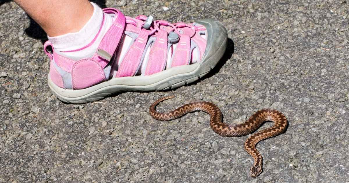Wandelaar gebeten door onbekende slangensoort tijdens tocht in Spaanse Pyreneeën