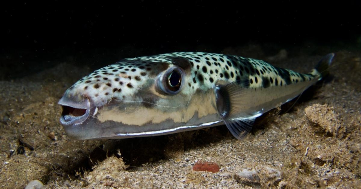 Griekenland worstelt met giftige kogelvis: is de Spaanse kust de volgende halte?
