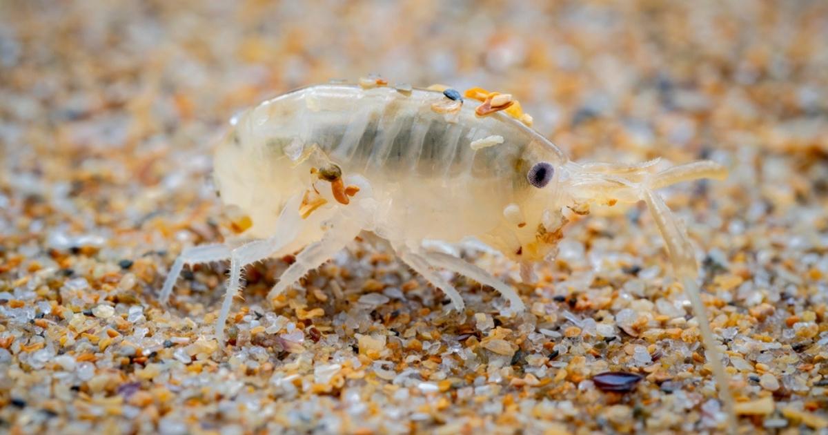 Pulga de mar: de onschuldige zandvlo op het Spaanse strand die je niet moet onderschatten
