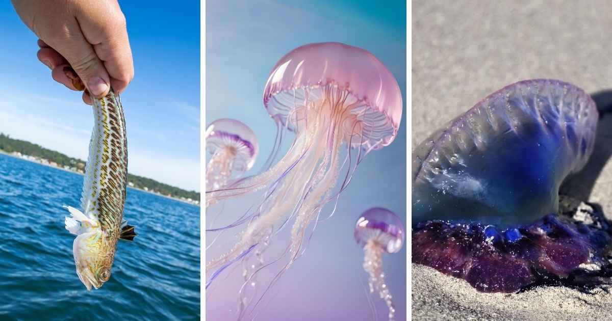 Drieluik van zeedieren: een hand houdt een vis boven het water, roze kwallen zweven onderwater, en een blauwe kwal ligt op het strand