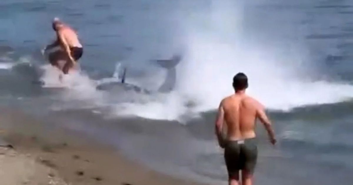Man wordt door haai aangevallen in de branding terwijl een andere man vanaf het strand toekijkt