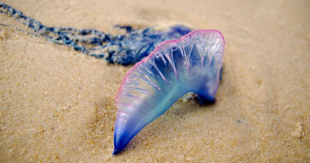 Portugees oorlogsschip (Physalia physalis) aangespoeld op het strand, met blauwe en roze zweefblaas zichtbaar in het zand