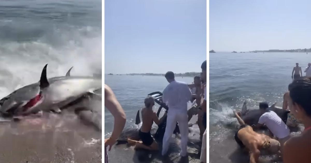 Drie beelden van mensen die een gewonde haai aan het strand terugbrengen naar zee