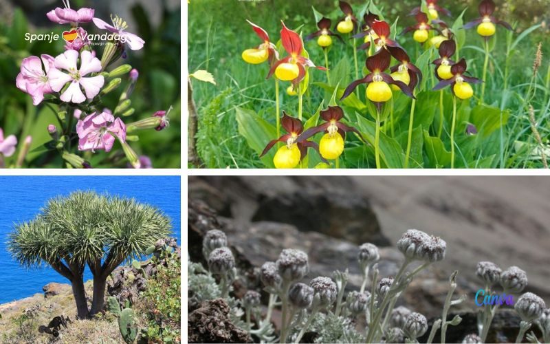 De 10 meest bedreigde plantensoorten in Spanje
