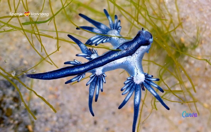 Strand op Gran Canaria gesloten voor stekende blauwe draken