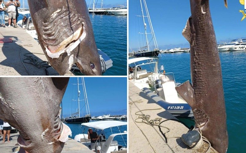 Bijna vijf meter lange zeldzame haai voor de kust van Altea gevonden
