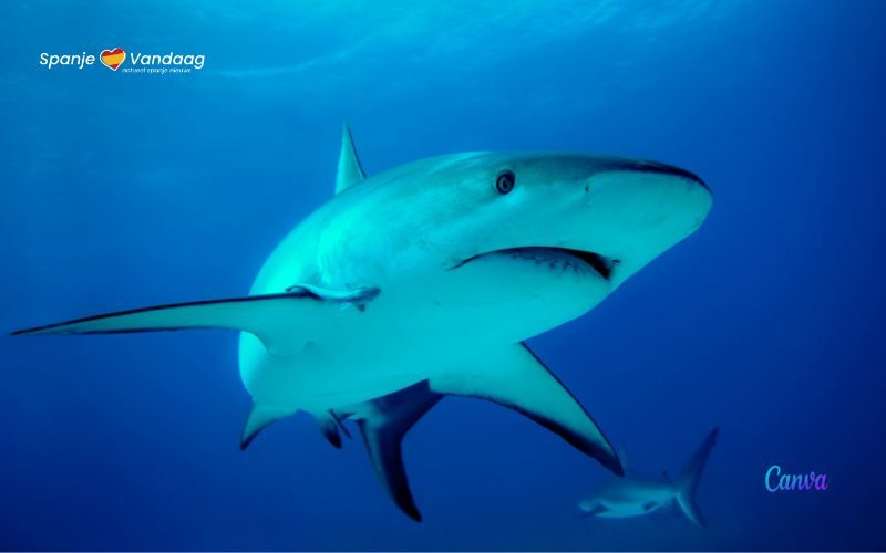 Wetenschappelijk onderzoek naar haaien bij Mallorca