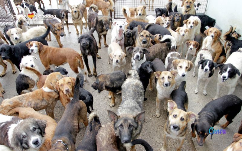 21 juli: Dag van de Hond in Spanje