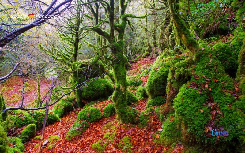 Ontdek het bijzondere en mooie herfst Irati-bos in Navarra