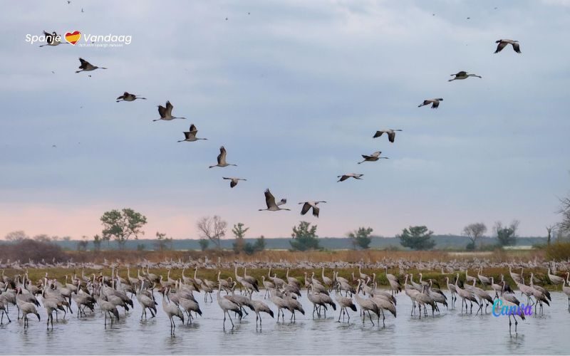 Natuurspektakel van meer dan 105.000 kraanvogels in Aragón