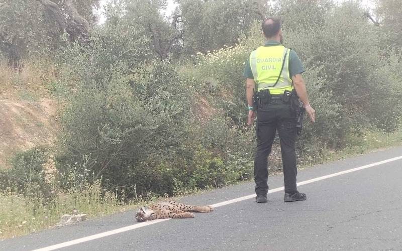 In vijf dagen tijd werden drie lynxen doodgereden op de Spaanse wegen