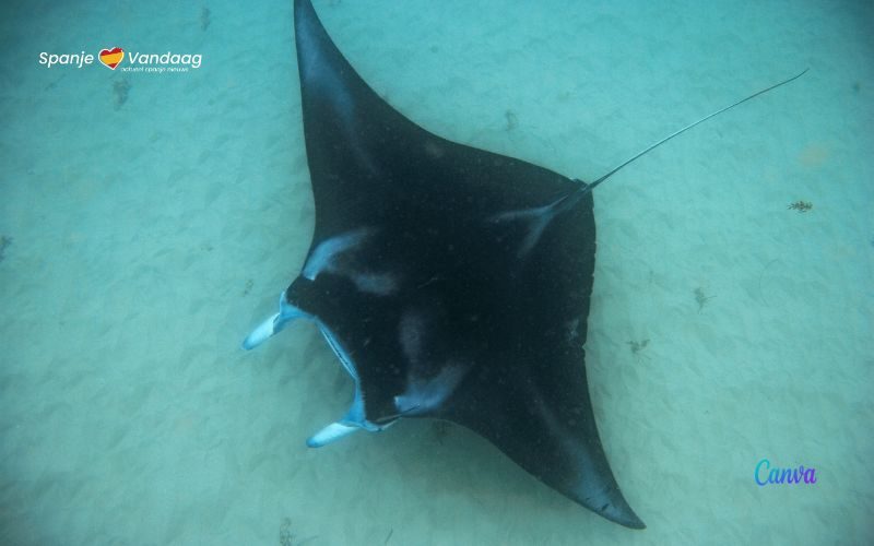 Grote mantarog verrast strandbezoekers in Orihuela aan de Costa Blanca